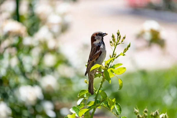 Sparrow Moineau Brun Mangeant Des Insectes Dans Parc Rosaleda Del — Photo