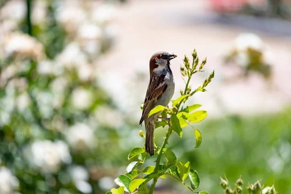 Sperling Braune Sperlinge Fressen Insekten Park Der Rosaleda Del Parque — Stockfoto