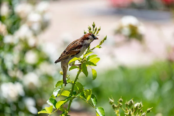 Sparrow Pardal Marrom Comendo Insetos Parque Rosaleda Del Parque Del — Fotografia de Stock