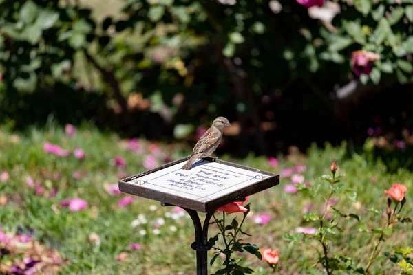 Sparrow Pardal Marrom Comendo Insetos Parque Rosaleda Del Parque Del — Fotografia de Stock