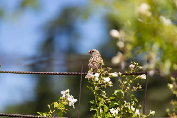 Sparrow Pardal Marrom Uma Cerca Parque Rosaleda Del Parque Del — Fotografia de Stock