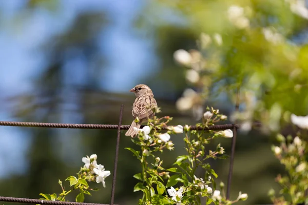 Sparrow Pardal Marrom Uma Cerca Parque Rosaleda Del Parque Del — Fotografia de Stock