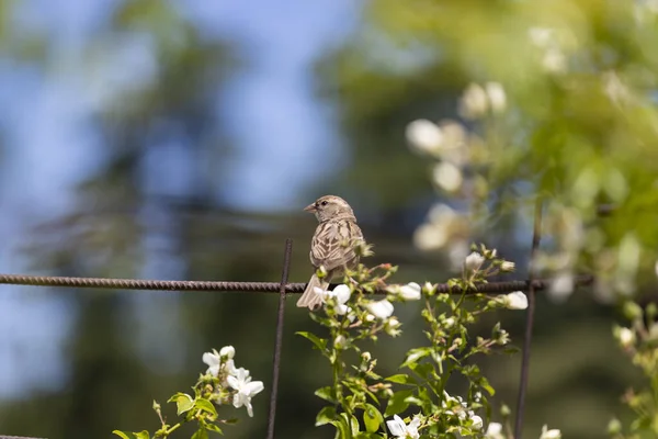 Sparrow Pardal Marrom Uma Cerca Parque Rosaleda Del Parque Del — Fotografia de Stock