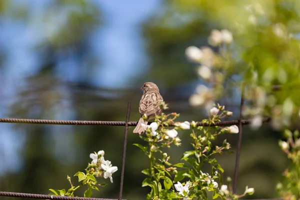 Sparrow Pardal Marrom Uma Cerca Parque Rosaleda Del Parque Del — Fotografia de Stock