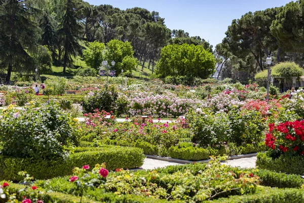 Blommor Fotografering Full Blommor Olika Färger Parken Rosenträdgården Parque Del — Stockfoto