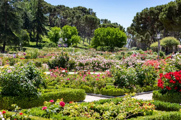Blommor Fotografering Full Blommor Olika Färger Parken Rosenträdgården Parque Del — Stockfoto