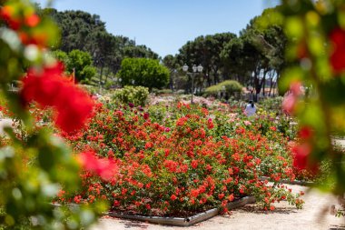 Çiçekler. Madrid 'deki Parque del Oeste' nin gül bahçesinin parkında farklı renklerde arka plan çiçekleri olan kırmızı çiçekler. Renkli çiçeklerle dolu bir arka plan. Bahar baskısı İspanya 'da. Avrupa. 