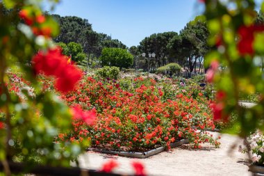 Çiçekler. Madrid 'deki Parque del Oeste' nin gül bahçesinin parkında farklı renklerde arka plan çiçekleri olan kırmızı çiçekler. Renkli çiçeklerle dolu bir arka plan. Bahar baskısı İspanya 'da. Avrupa. 