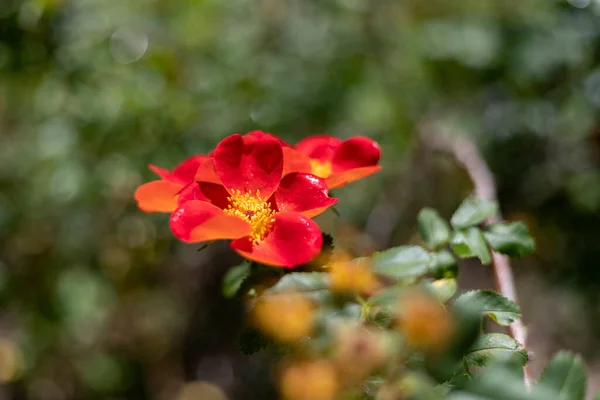 Flores Flores Rojas Con Flores Fondo Diferentes Colores Parque Rosaleda —  Fotos de Stock
