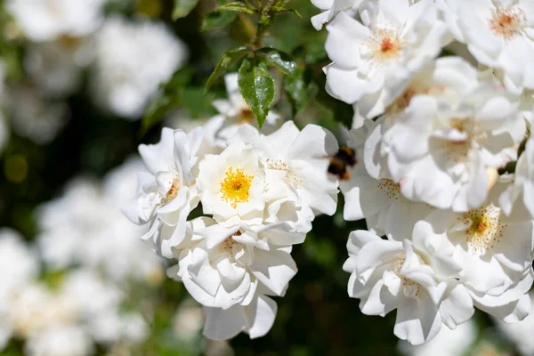 Kwiaty Białe Kwiaty Kwiatami Tła Różnych Kolorach Parku Różanego Ogrodu — Zdjęcie stockowe