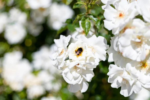 Bumblebee Bumblebee Kolorowe Kwiaty Ogrodu Różanego Parque Del Oeste Madrycie — Zdjęcie stockowe