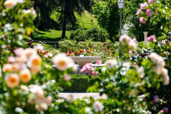 Fontana Fontana Pietra Piena Acqua Con Esplosione Primavera Con Fiori — Foto Stock