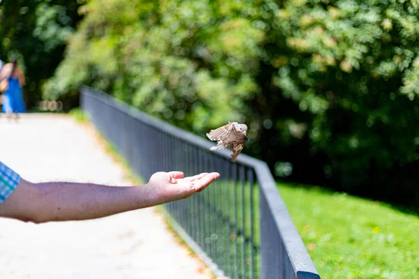 在西班牙马德里的一个公园里 一只褐色的麻雀从一个人手里飞来飞去 吃着东西 横向摄影 — 图库照片