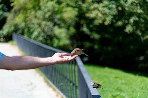 Sparrow Pássaro Pardal Marrom Voando Comendo Mão Uma Pessoa Parque — Fotografia de Stock