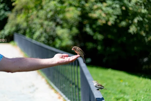在西班牙马德里的一个公园里 一只褐色的麻雀从一个人手里飞来飞去 吃着东西 横向摄影 — 图库照片