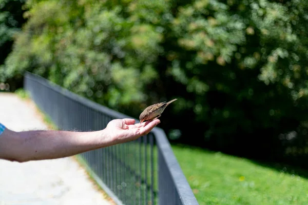 스패로우 스페인 마드리드 공원에서 사람의 손으로 날아와서 식사를 브라운 참새가 — 스톡 사진