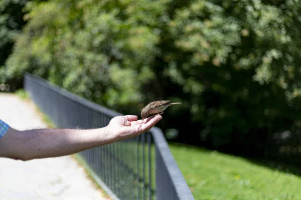스패로우 스페인 마드리드 공원에서 사람의 손으로 날아와서 식사를 브라운 참새가 — 스톡 사진