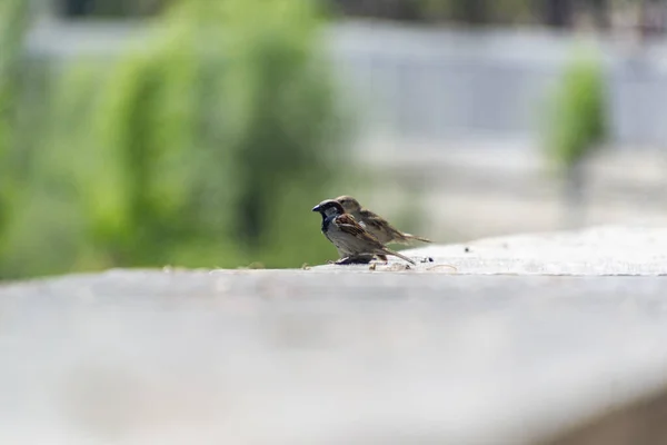 Sparrow Ave Pardais Cor Marrom Voando Sobre Rio Manzanares Madrid — Fotografia de Stock