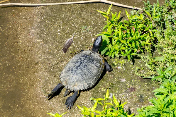 Sköldpadda Svartfärgad Sköldpadda Ligger Sanden Bredvid Floden Manzanares Madrid Park — Stockfoto