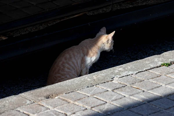 Cat Gato Callejero Caminando Por Las Calles Cercedilla Madrid Animal —  Fotos de Stock
