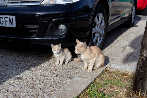 マドリードのセルセディージャ通りを猫が歩いているところを通ります 動物だ 大丈夫 家畜だ 横写真 — ストック写真