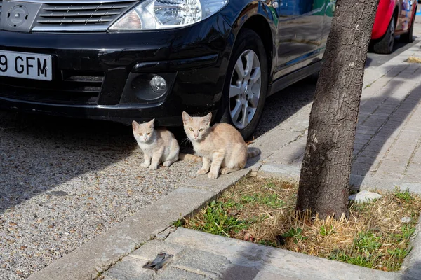 Cat. Stray cat walking through the streets of Cercedilla, in Madrid. Animal. Feline. Domestic animal. Horizontal photography.