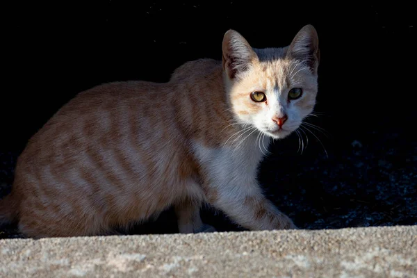 Cat Stray Cat Walking Streets Cercedilla Madrid Animal Feline Domestic — Stock Photo, Image