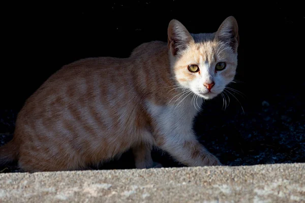 Cat. Stray cat walking through the streets of Cercedilla, in Madrid. Animal. Feline. Domestic animal. Horizontal photography.