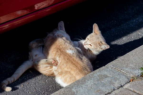 マドリードのセルセディージャ通りを猫が歩いているところを通ります 動物だ 大丈夫 家畜だ 横写真 — ストック写真