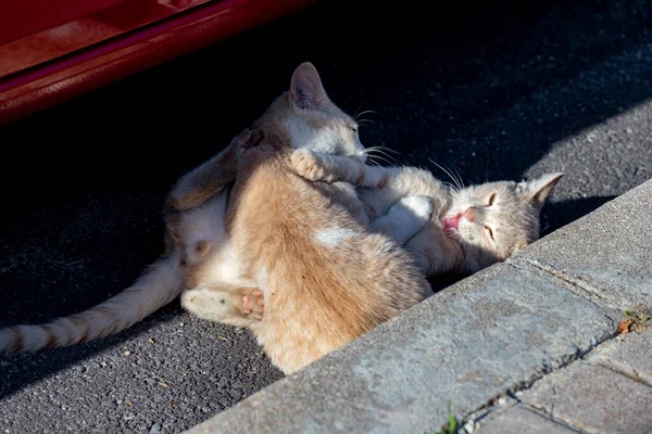 マドリードのセルセディージャ通りを猫が歩いているところを通ります 動物だ 大丈夫 家畜だ 横写真 — ストック写真