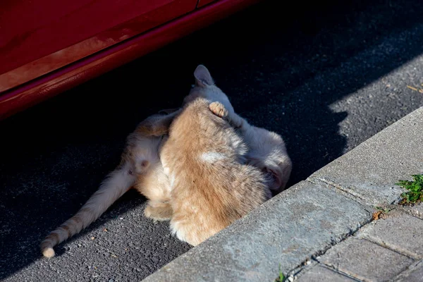 マドリードのセルセディージャ通りを猫が歩いているところを通ります 動物だ 大丈夫 家畜だ 横写真 — ストック写真