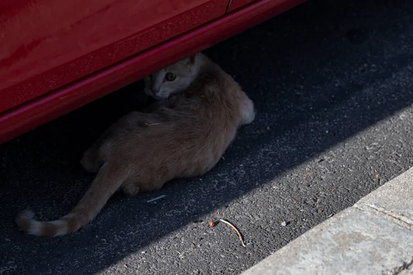 マドリードのセルセディージャ通りを猫が歩いているところを通ります 動物だ 大丈夫 家畜だ 横写真 — ストック写真