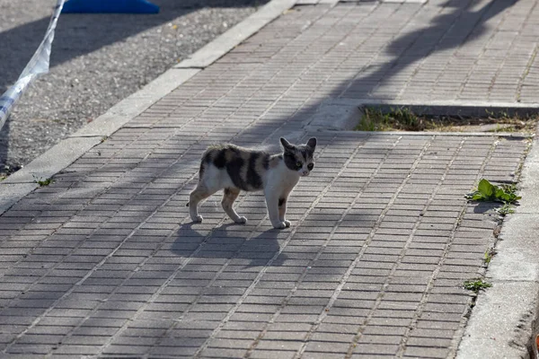 Cat. Stray cat walking through the streets of Cercedilla, in Madrid. Animal. Feline. Domestic animal. Horizontal photography.