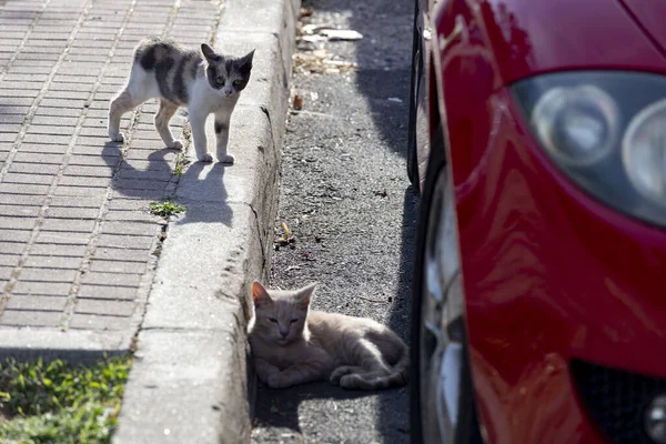 マドリードのセルセディージャ通りを猫が歩いているところを通ります 動物だ 大丈夫 家畜だ 横写真 — ストック写真