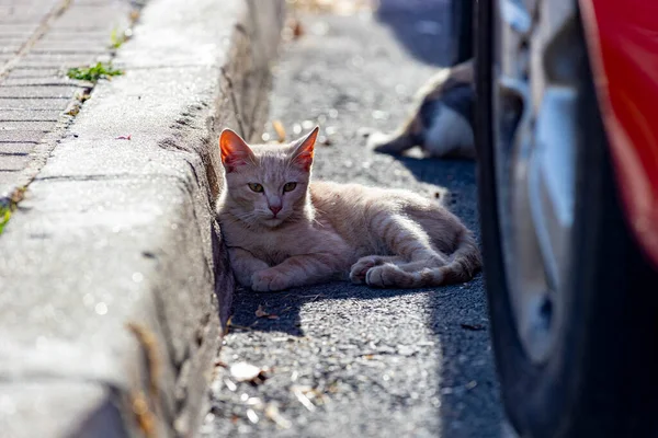 マドリードのセルセディージャ通りを猫が歩いているところを通ります 動物だ 大丈夫 家畜だ 横写真 — ストック写真