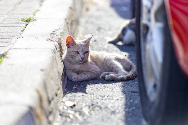 Cat. Stray cat walking through the streets of Cercedilla, in Madrid. Animal. Feline. Domestic animal. Horizontal photography.