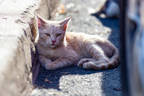 Cat. Stray cat walking through the streets of Cercedilla, in Madrid. Animal. Feline. Domestic animal. Horizontal photography.