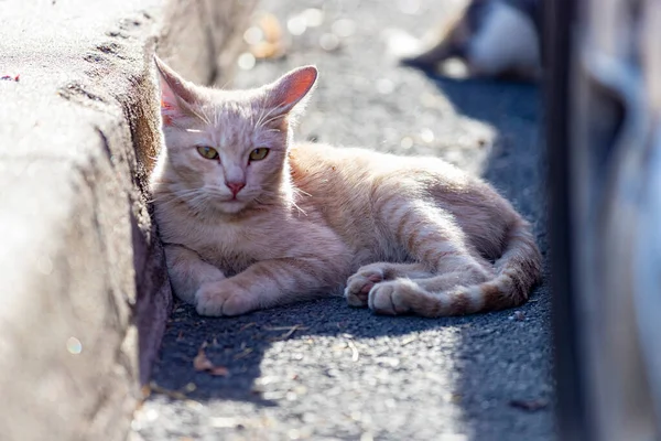 Cat. Stray cat walking through the streets of Cercedilla, in Madrid. Animal. Feline. Domestic animal. Horizontal photography.