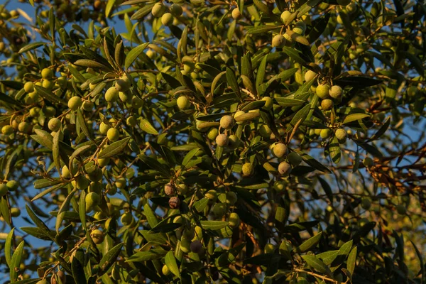 Närbild Oliver Ett Olivträd Olea Europaea Gryningen Solig Dag Bild — Stockfoto