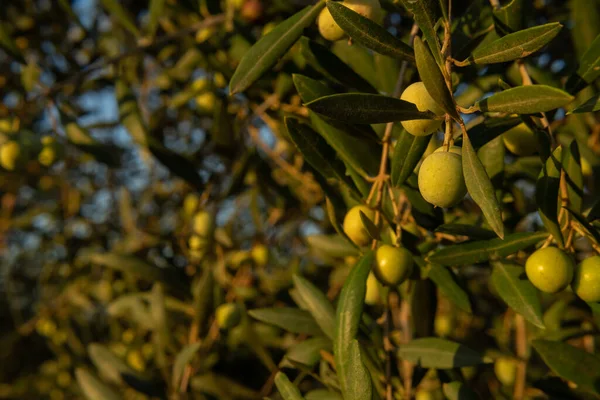 Primer Plano Las Aceitunas Olivo Olea Europaea Amanecer Día Soleado —  Fotos de Stock