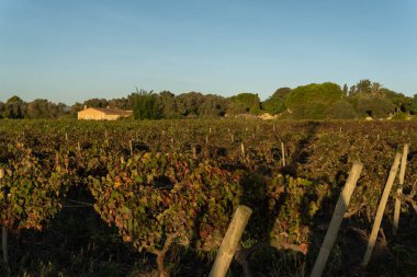 Vineyard field in the interior of the island of Mallorca at sunrise. Industry and production of organic wine. Island of Mallorca, Spain clipart