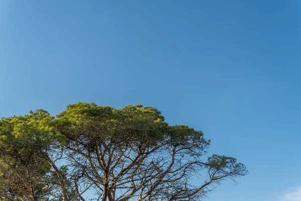 Pohon Pinus Mediterania Pulau Mallorca Dengan Langit Biru Citra Latar — Stok Foto