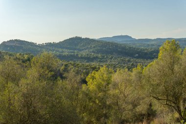 Akdeniz çam ormanı ve gün batımında Randa dağı. Mallorca Adası, İspanya