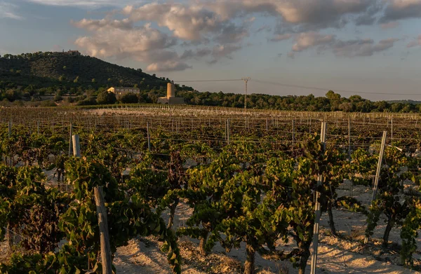 Виноградное Поле Закате Солнечный Осенний День Остров Майорка Испания — стоковое фото
