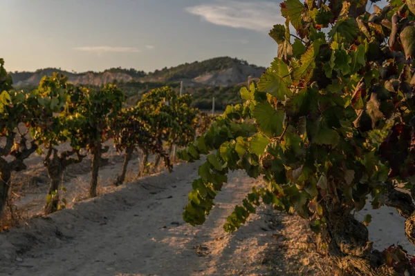 Weinbergfeld Bei Sonnenuntergang Einem Sonnigen Herbsttag Insel Mallorca Spanien — Stockfoto