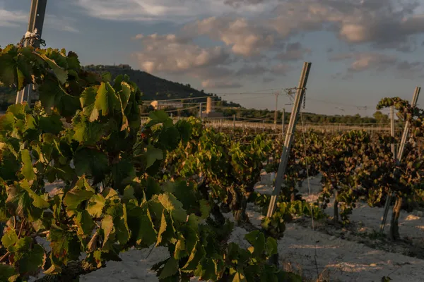 Campo Viñedos Atardecer Día Soleado Otoño Isla Mallorca España —  Fotos de Stock