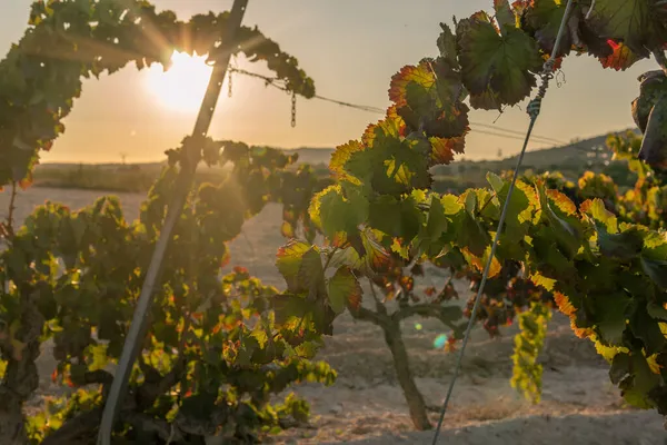 Campo Vigna Tramonto Una Giornata Sole Autunnale Isola Maiorca Spagna — Foto Stock