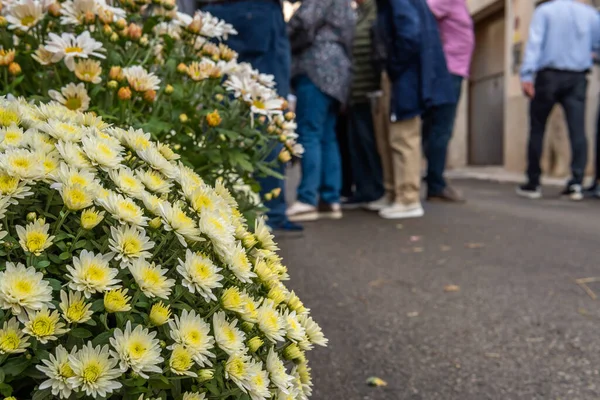 Papatya bitkisi Bellis Perennis 'in beyaz çiçeklerinin yakın plan görüntüsü, bir sokak pazarının odak dışı arka planına karşı.