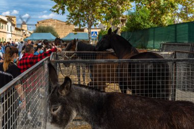 Porreres, İspanya; 31 Ekim 2021: 31 Ekim 'de Majorcan' ın Porreres kentinde düzenlenen yıllık sonbahar festivali. Sokaklarda insanların dolaştığı kafeslenmiş atlar sergisi.
