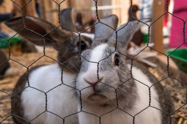 31 Ekim 'de Majorcan' ın Porreres kentinde düzenlenen yıllık sonbahar fuarı. Sokaklarda çardaklarda hayvan sergisi. Tavşanlar